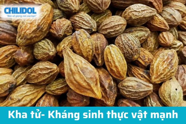 Kha tử- Kháng sinh thực vật trị viêm họng hạt